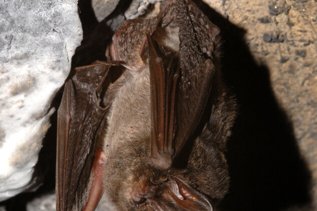 Netopýr černý | © foto Antonín Reiter, ČESON, Nepodléhá Creative Commons